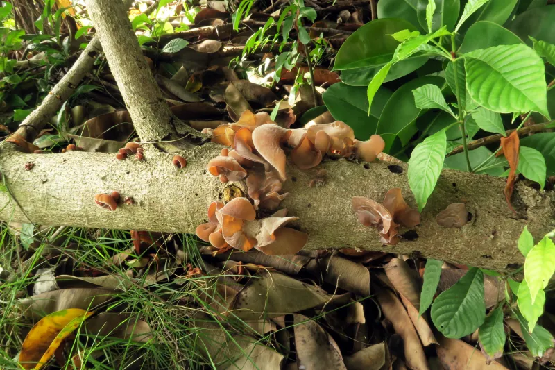 Auricularia camposii 1 - IMG_2868